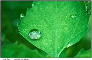 Nature. Image by Moyan Brenn. Retrieved from FlickR. Used under Creative Commons Licensing.